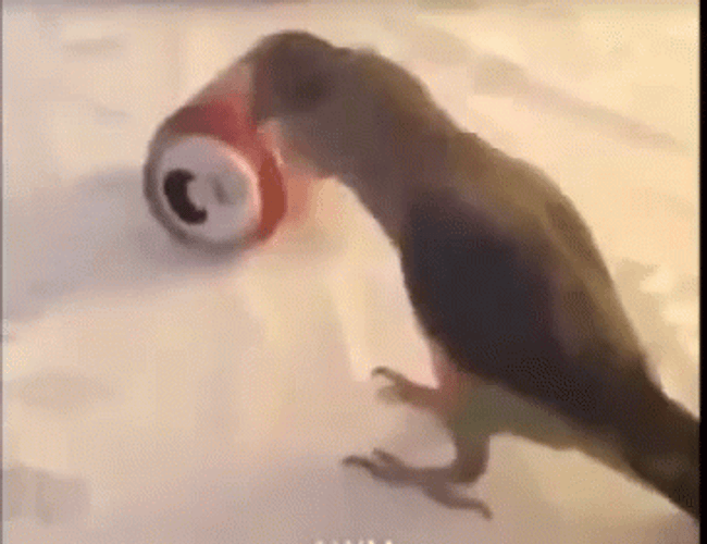 Dancing Party Parrot After Its 1st Drink GIF