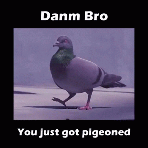 Dancing Pigeon Bird GIF