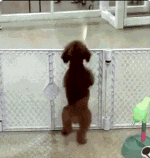 Dancing Ptsd Dog GIF