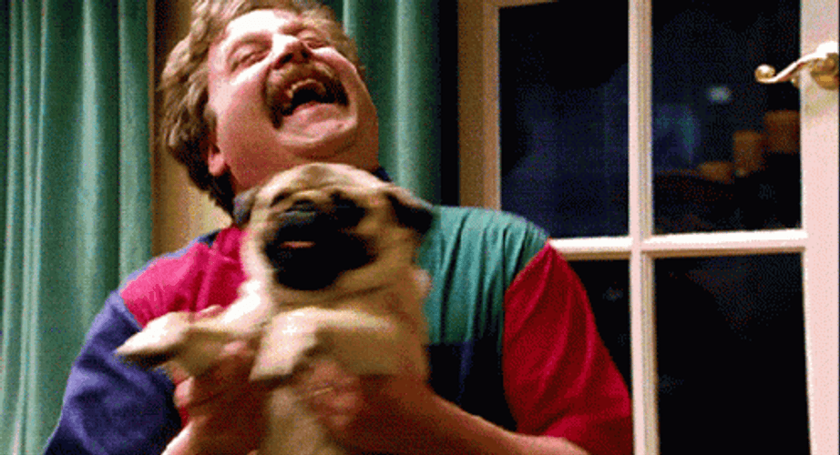 Dancing Pug And Zach Galifianakis GIF