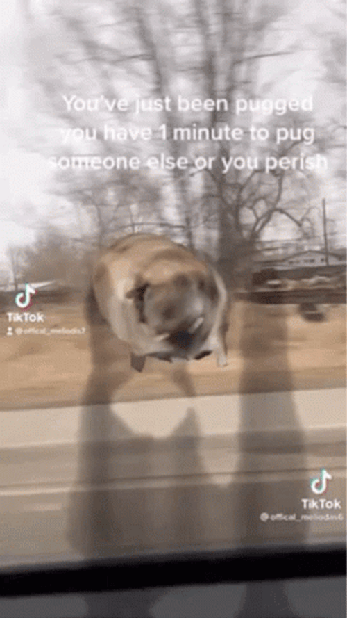 Dancing Pug GIF