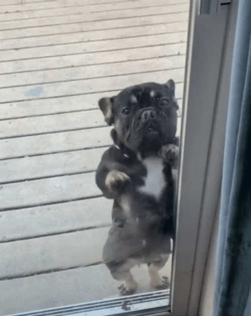 Dancing Pug Billy Bounce GIF