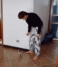 Dancing Pug Dog Battle GIF