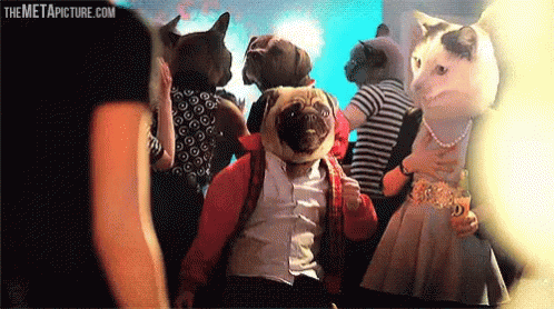Dancing Pug Dog On The Party GIF