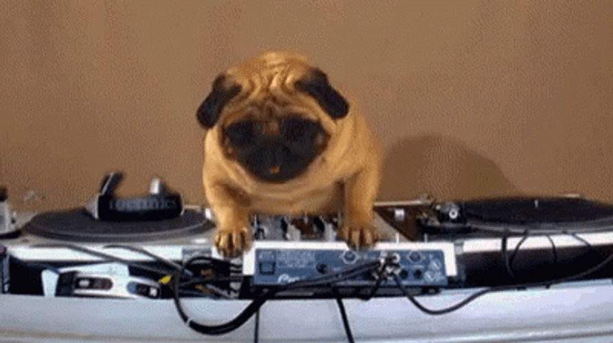 Dancing Pug Dog Rocking GIF