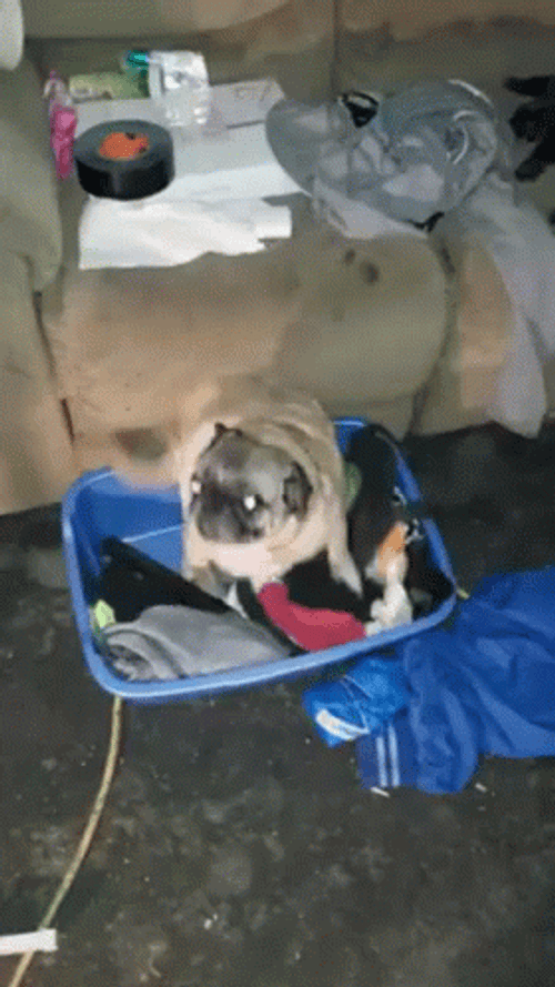 Dancing Pug Jump GIF
