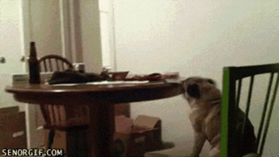 Dancing Pug On The Chair GIF