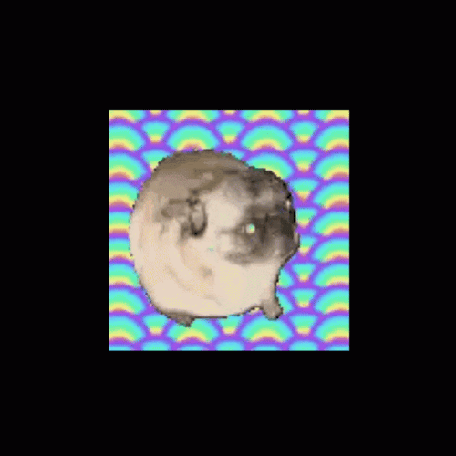 Dancing Pug On The Frame GIF