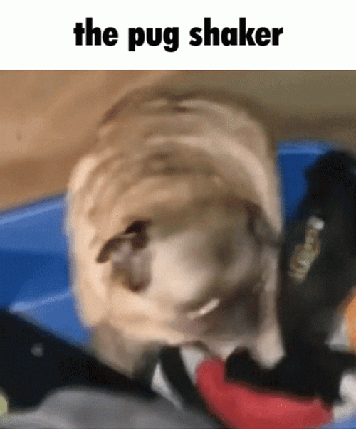 Dancing Pug Shaker GIF