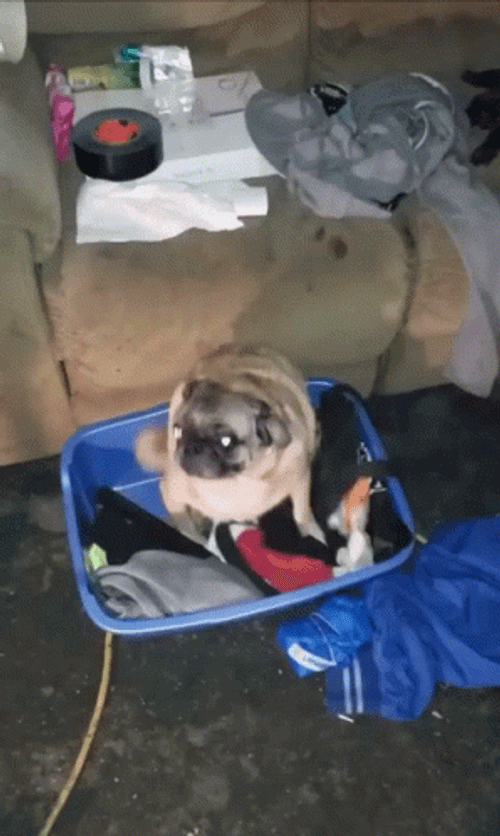 Dancing Pug Vibing GIF