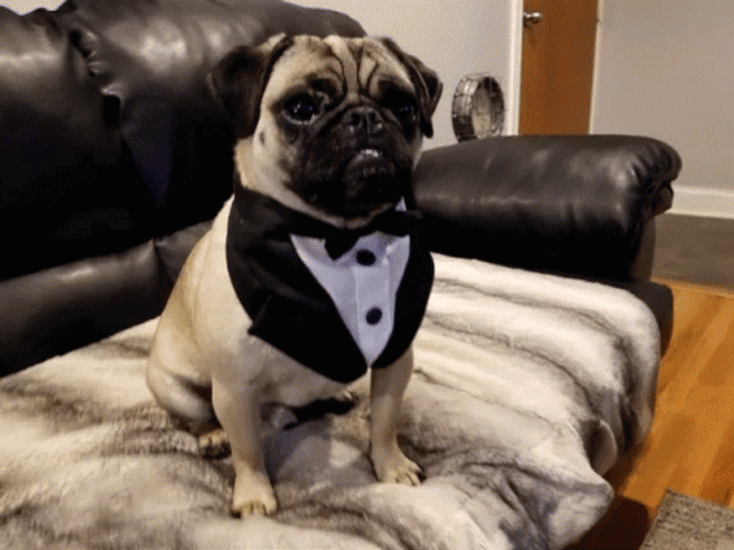 Dancing Pug Wearing Tuxedo GIF