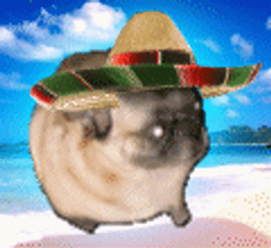 Dancing Pug With Cute Hat GIF