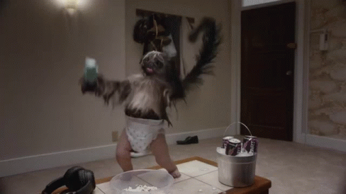 Dancing Pug With Feather Costume GIF