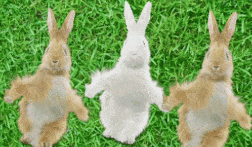 Dancing Rabbits Gif GIF