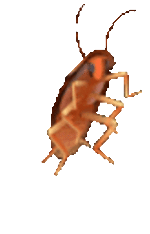 Insect GIFs  GIFDBcom