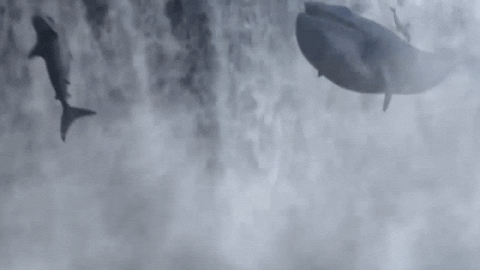 Dancing Shark Attack GIF