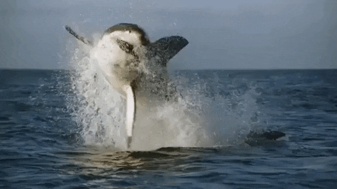 Dancing Shark Jump From Water GIF