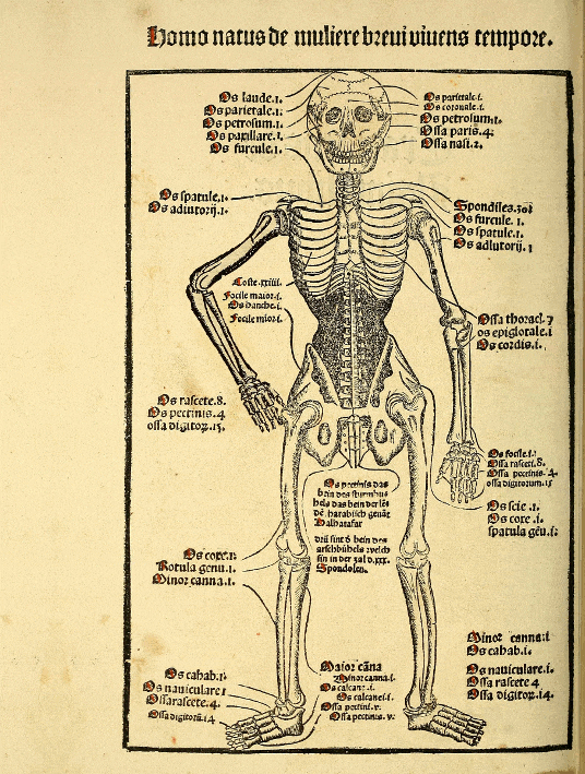 Dancing Skeleton On Book Meme GIF