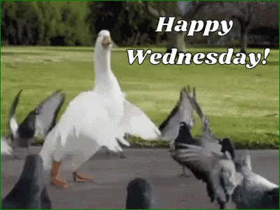 Dancing Swan Wacky Wednesday GIF