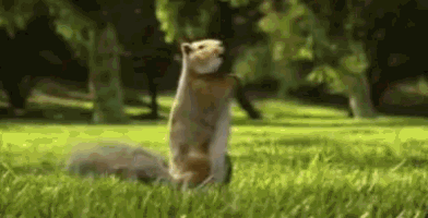 Dancing Wild Squirrel GIF