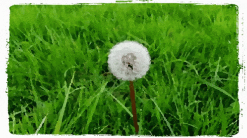 Dandelion On The Grass GIF
