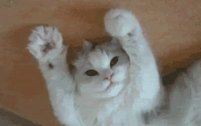 Dang Cute Cat Reaching Out GIF