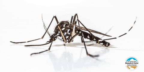 Danger Dengue Mosquito GIF