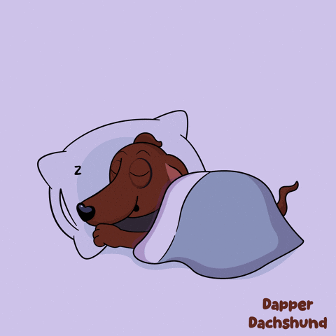 Dapper Dachshund Sleeping