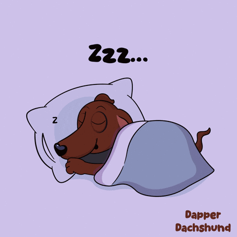 Dapper Dachshund Sleeping