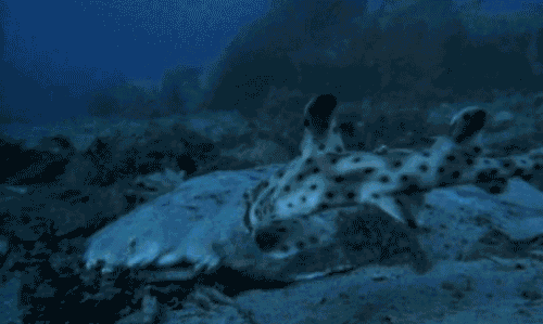 Dark Deep Ocean Creature GIF