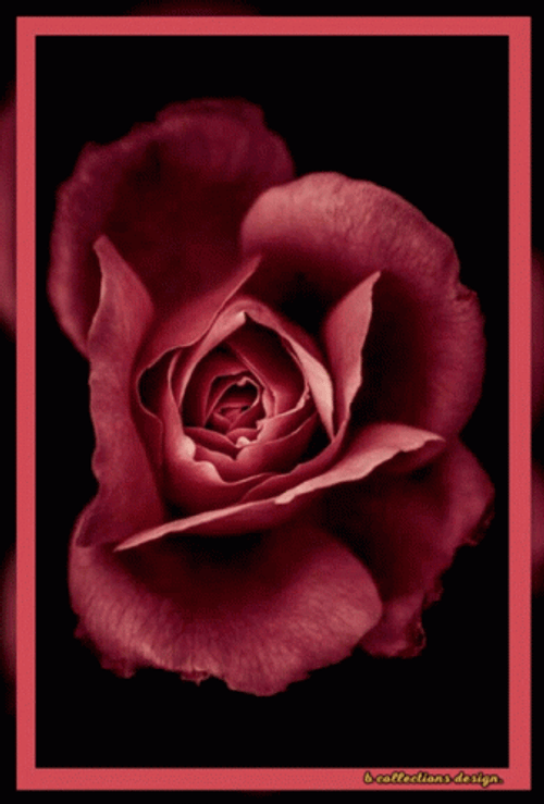 Dark Floral Rose Blooming GIF