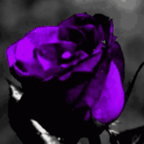 Dark Floral Rose Flower GIF