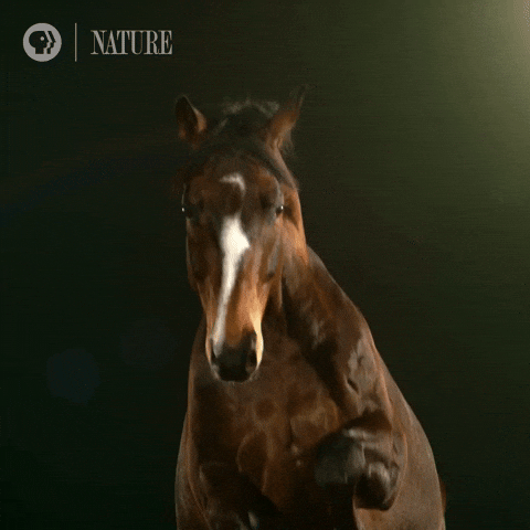 Dark Pommel Horse GIF