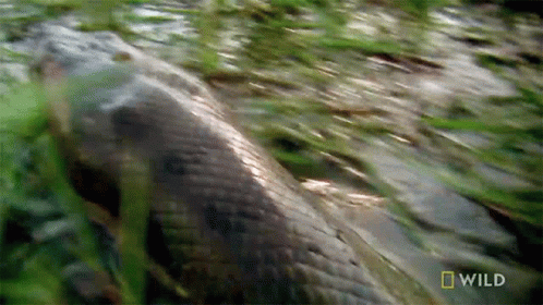 Dashing Anaconda Monster Snake GIF