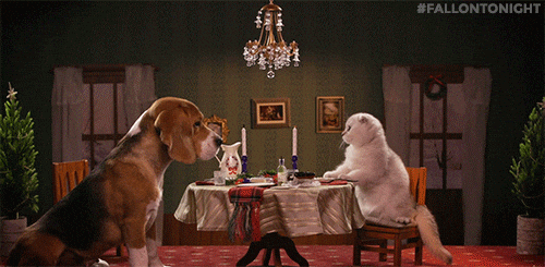 Date Dog And Cat GIF