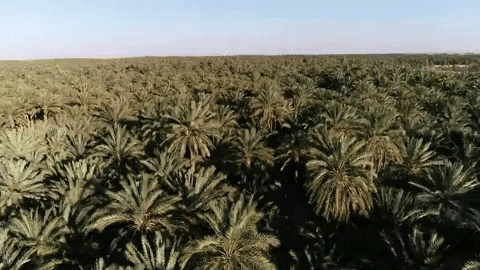 Date Palm Tunisia Destination GIF