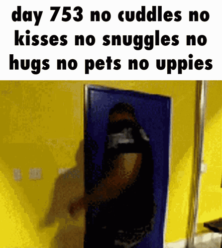 Day 753 No Cuddles Person In Front Of Yellow Wall GIF