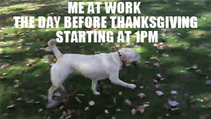 Day After Thanksgiving Lazy Dog Meme GIF