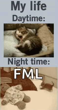 Day Time Nocturnal Fml GIF