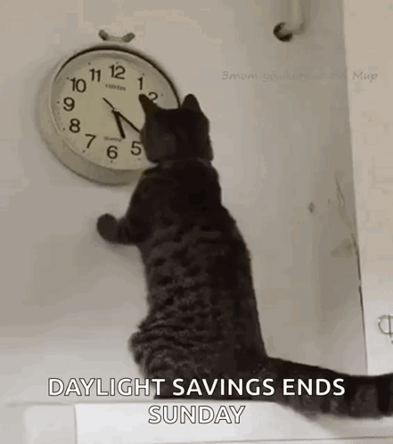 Daylight Savings Ends Sunday Cat GIF