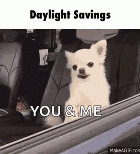 Daylight Savings You And Me Chihuahua GIF