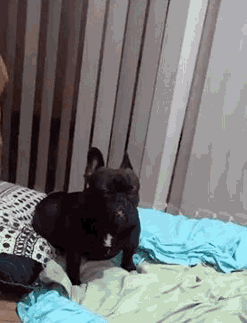 Dazed Black Bulldog GIF