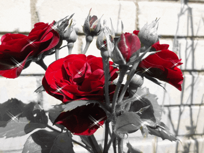 Dazzling Roses Tumblr Flower GIF