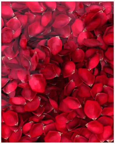 De Bachelorette France Opening Credit GIF