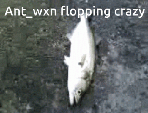 Dead Fish Ant Wxn Flopping Crazy