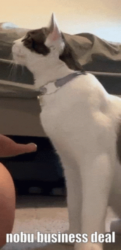 Cute Cat Handshake Deal GIF