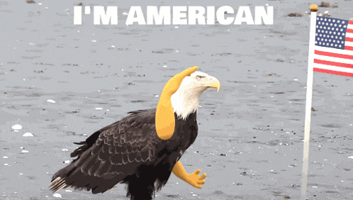 Deal With It Americal Eagle Gif GIF