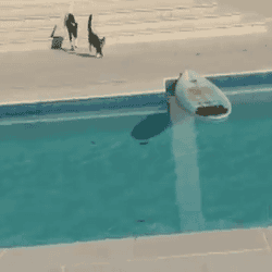 Deal With It Cat Surfing Pool GIF