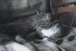 Deal With It Cat Swag GIF