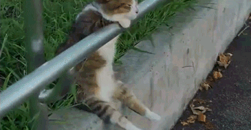 Deal With It Cute Cat Chilling GIF